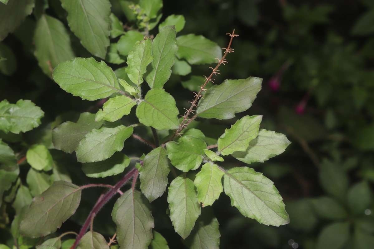 Ocimum basilicum var. basilicum L.